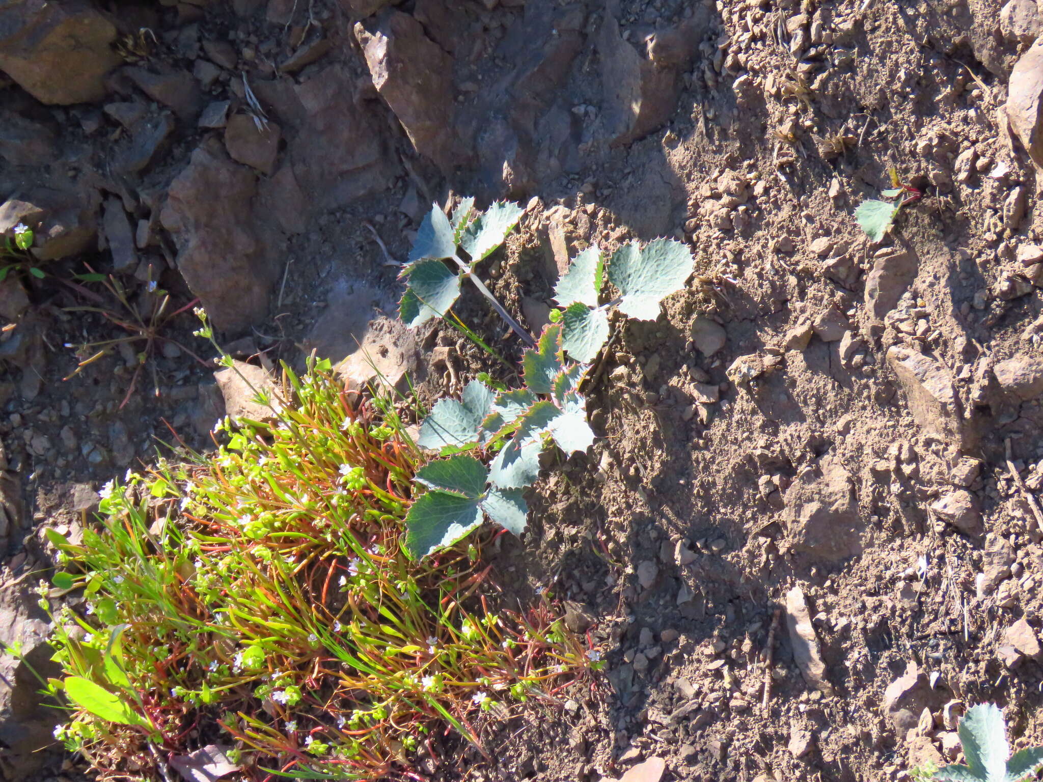 Слика од Lomatium repostum (Jepson) Mathias