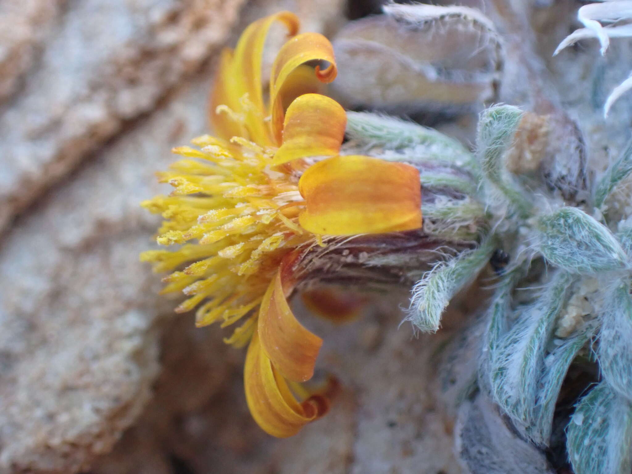 Image of Jones' false goldenaster