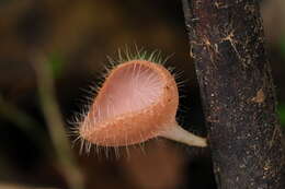 Image of Cookeina sinensis Zheng Wang 1997