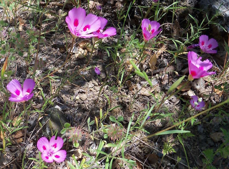 Imagem de Clarkia gracilis subsp. sonomensis (C. L. Bitchc.) F. H. Lewis & M. E. Lewis