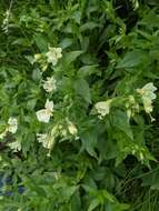 Epilobium luteum Pursh resmi