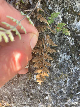 Image of slender lipfern