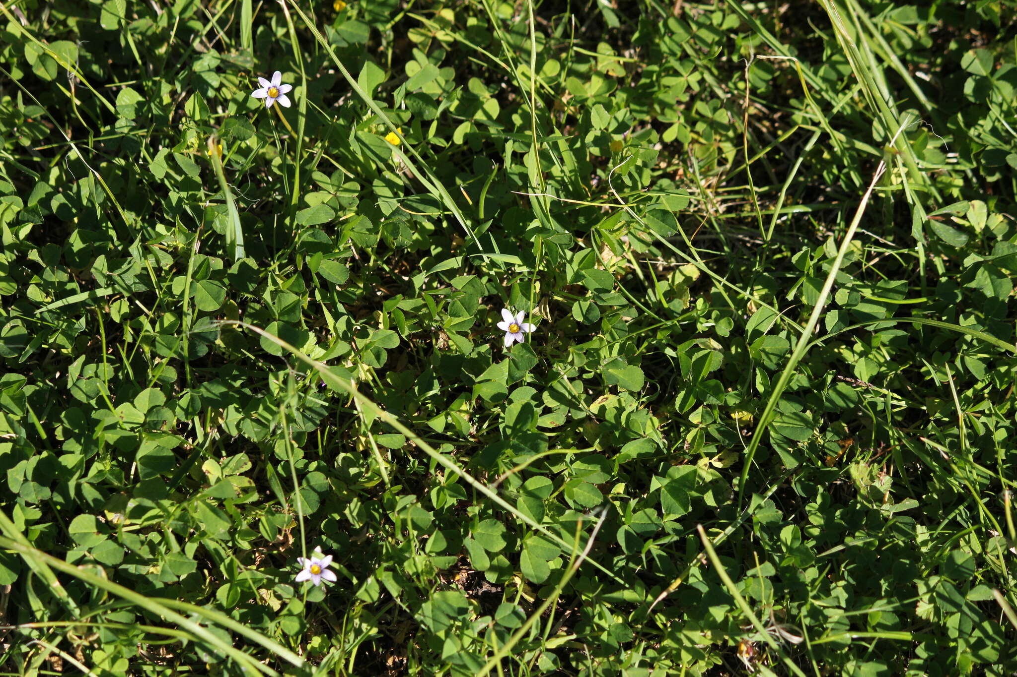 Image of Romulea minutiflora Klatt