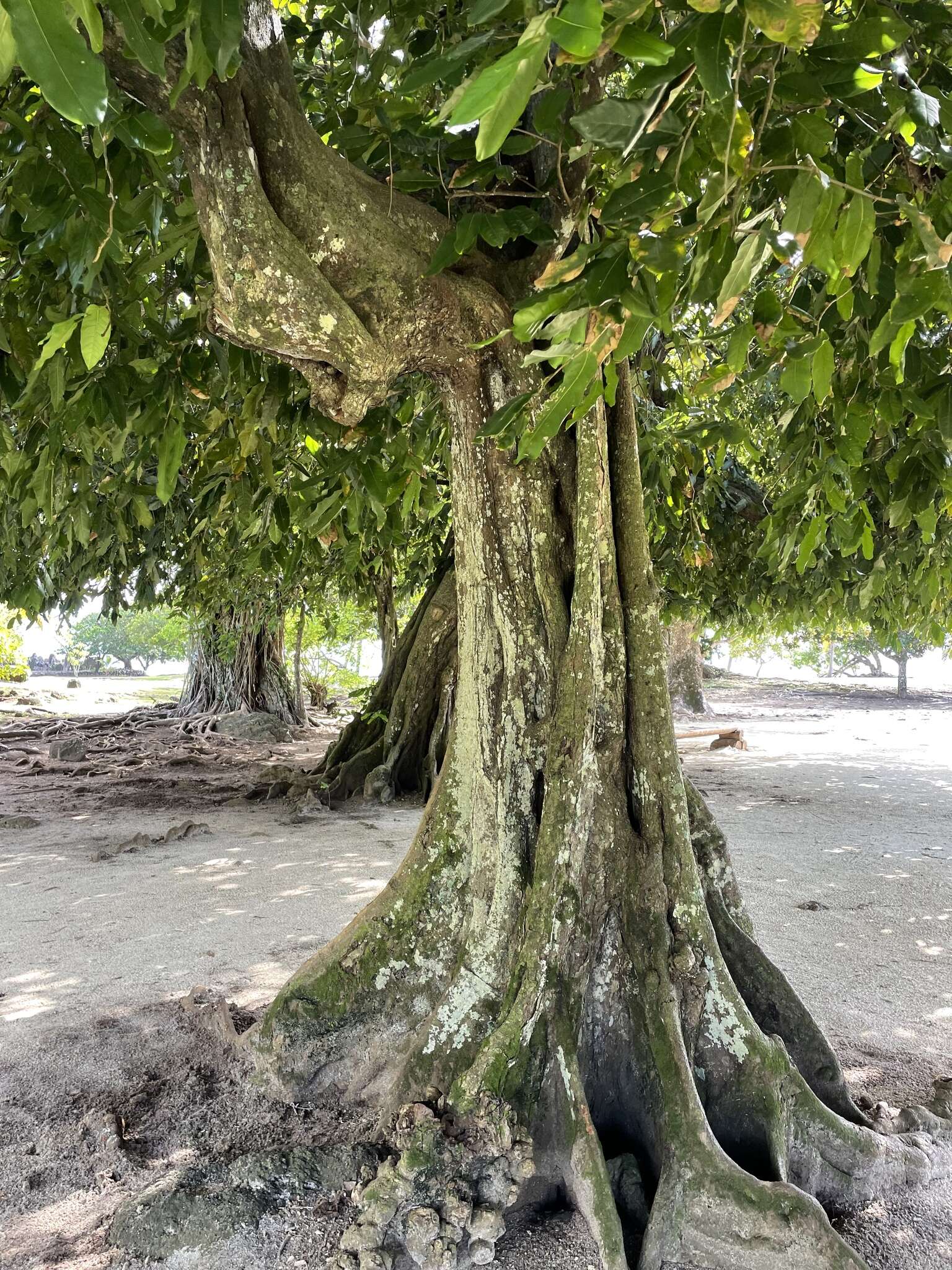 Inocarpus fagifer (Parkinson) Fosberg resmi