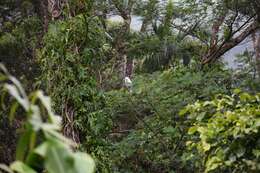 Cacatua moluccensis (Gmelin & JF 1788) resmi