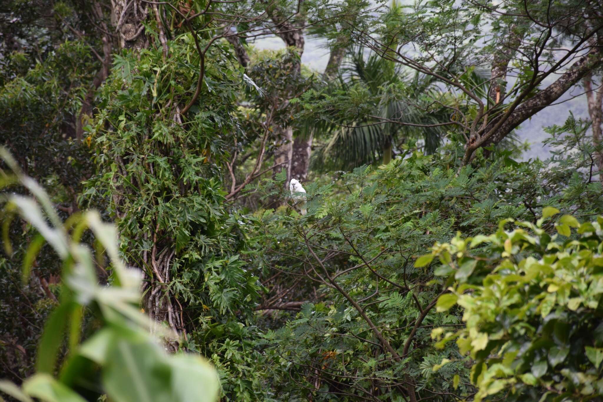 Imagem de Cacatua moluccensis (Gmelin & JF 1788)