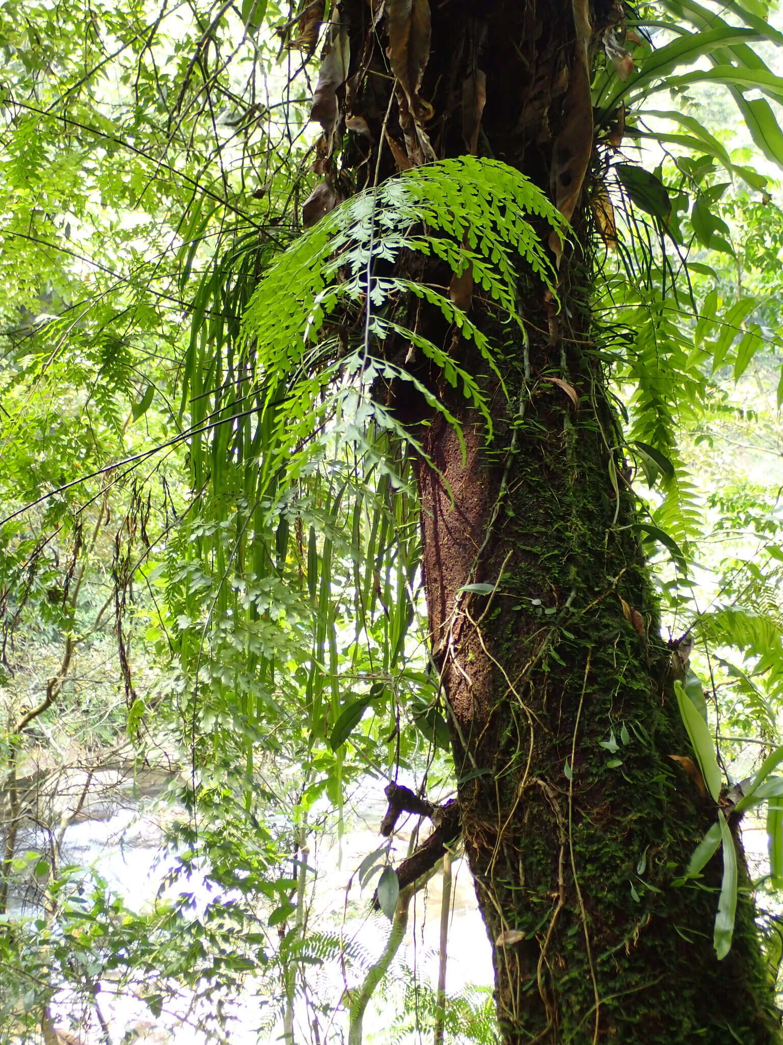 Asplenium neolaserpitifolium Tard. & Ching resmi