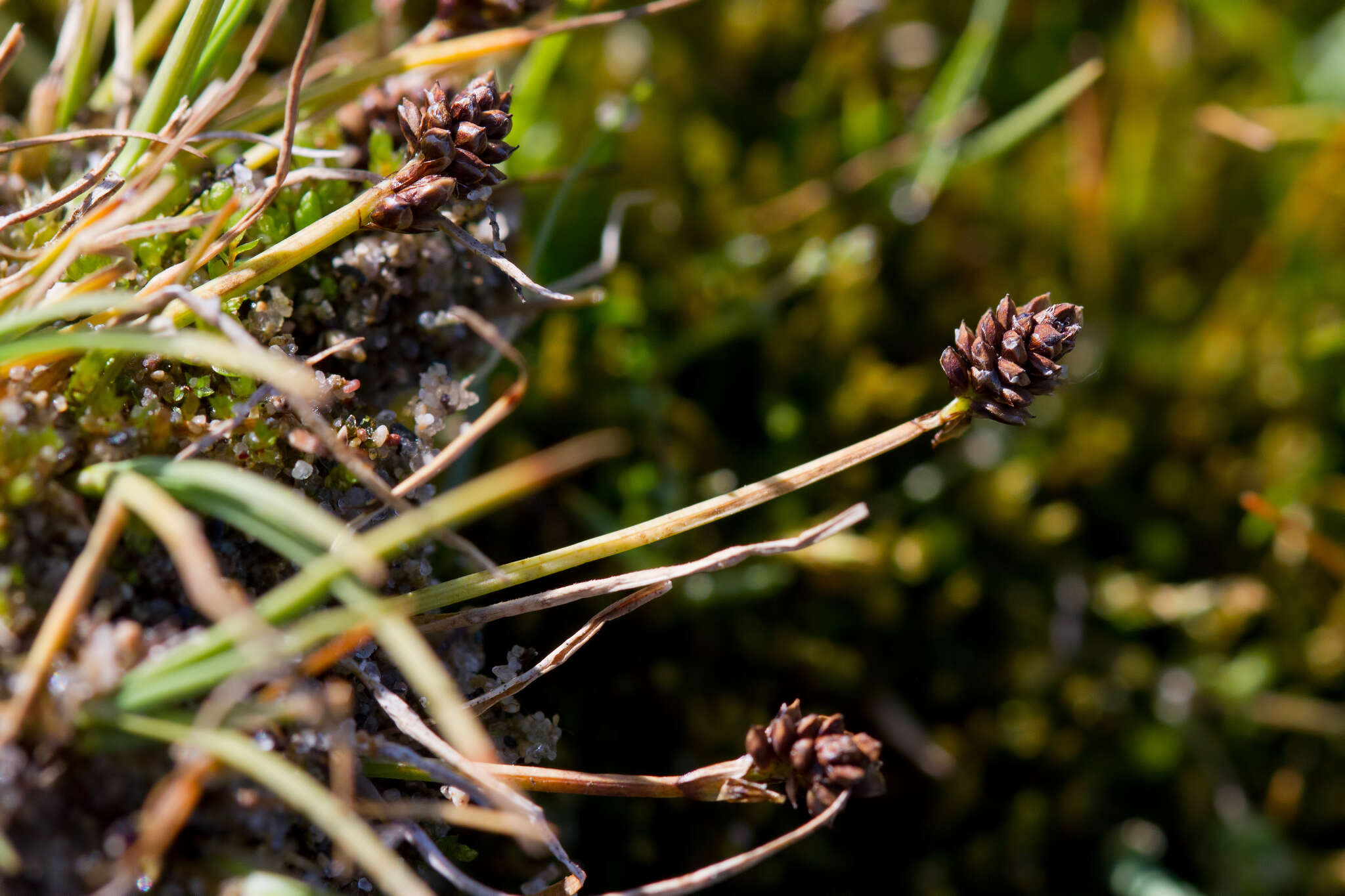 Image of Bear Sedge