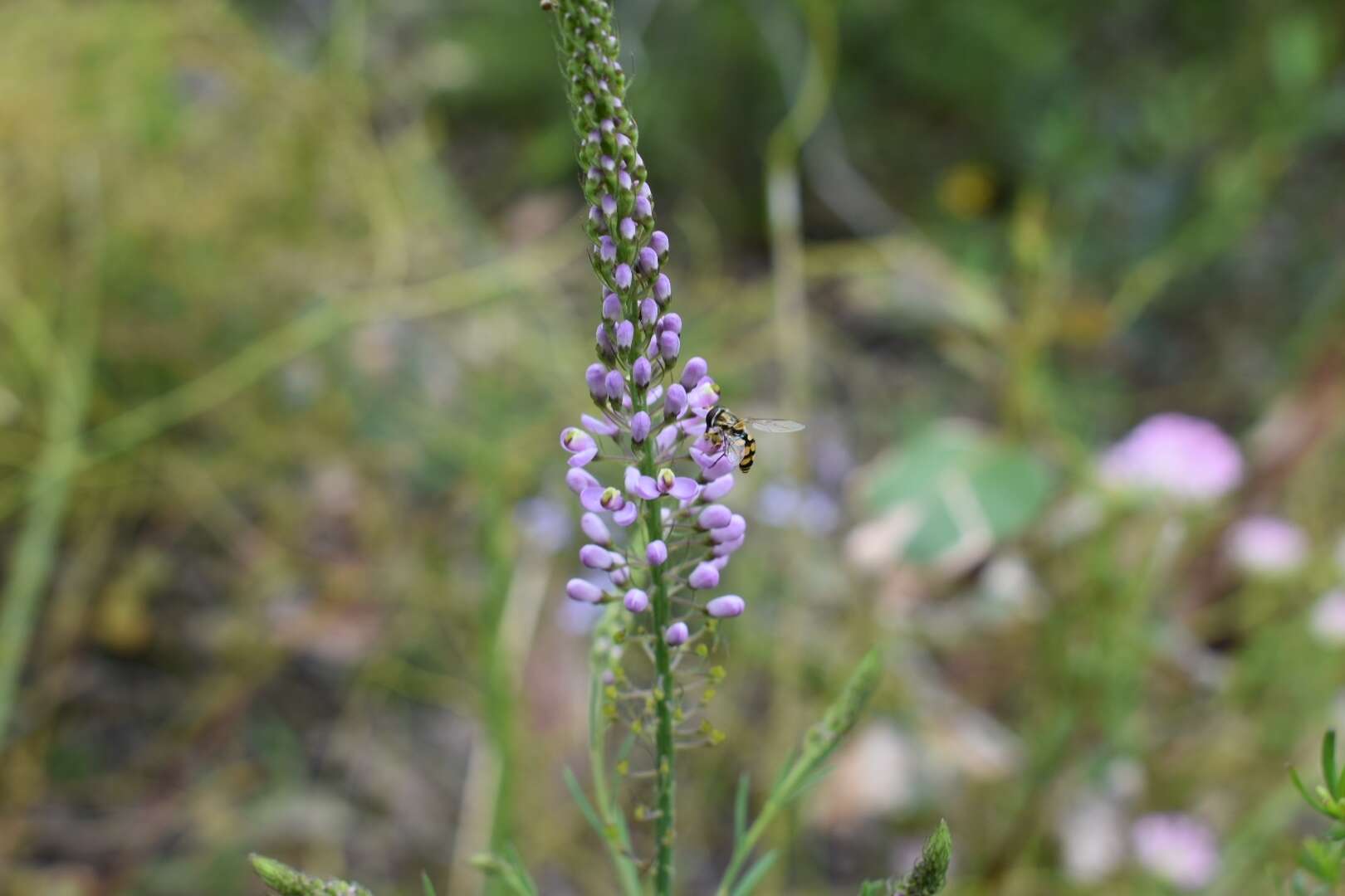 Image of Liniment Plant