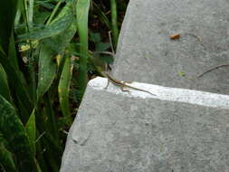 Image of Anguilla Bank Anole