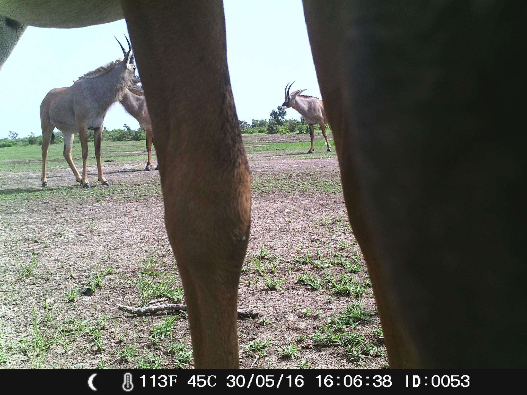 Image of Roan Antelope