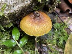 Image of Inocybe lutea Kobayasi & Hongo 1952