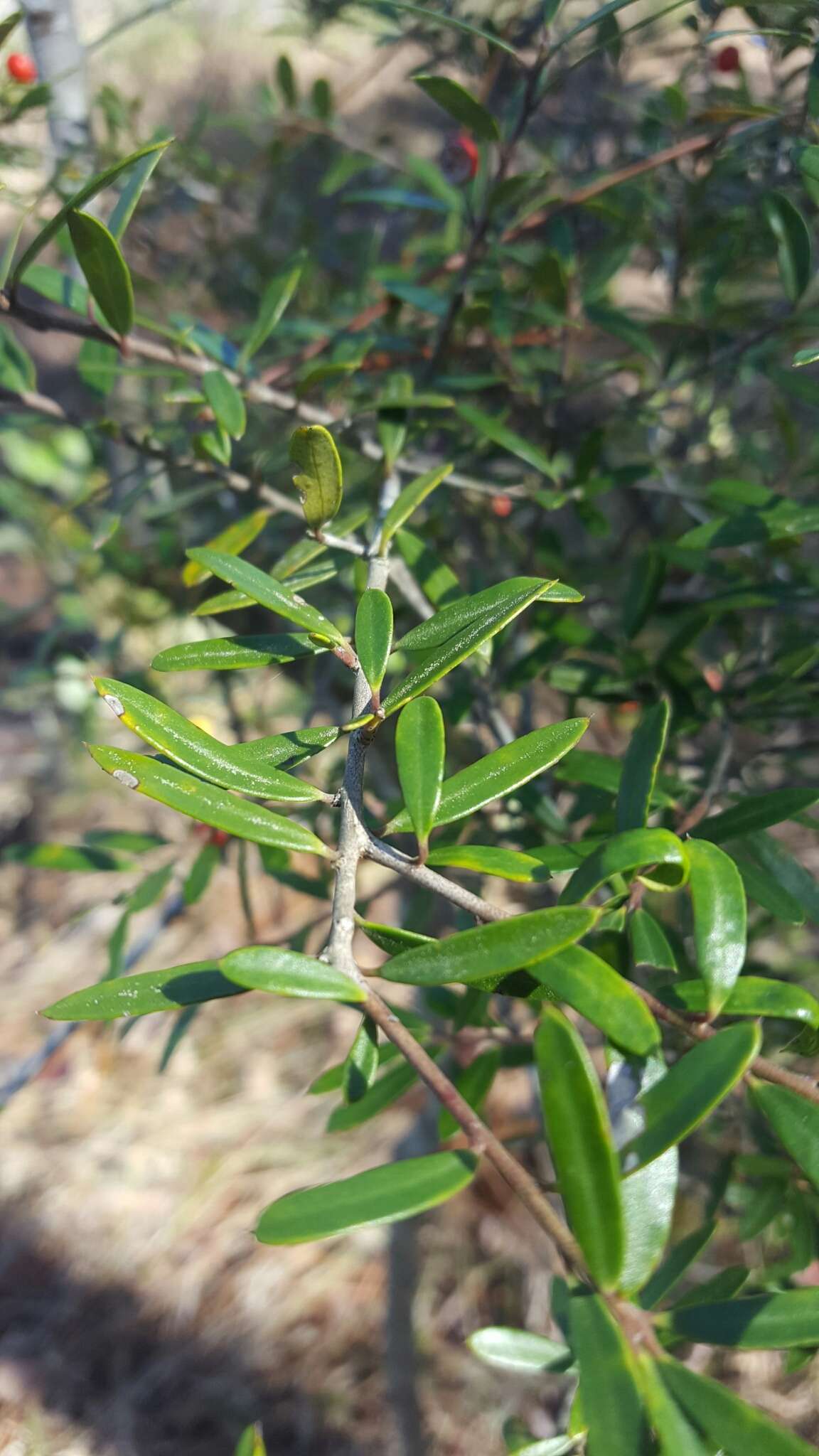 Imagem de Ilex myrtifolia Lam.