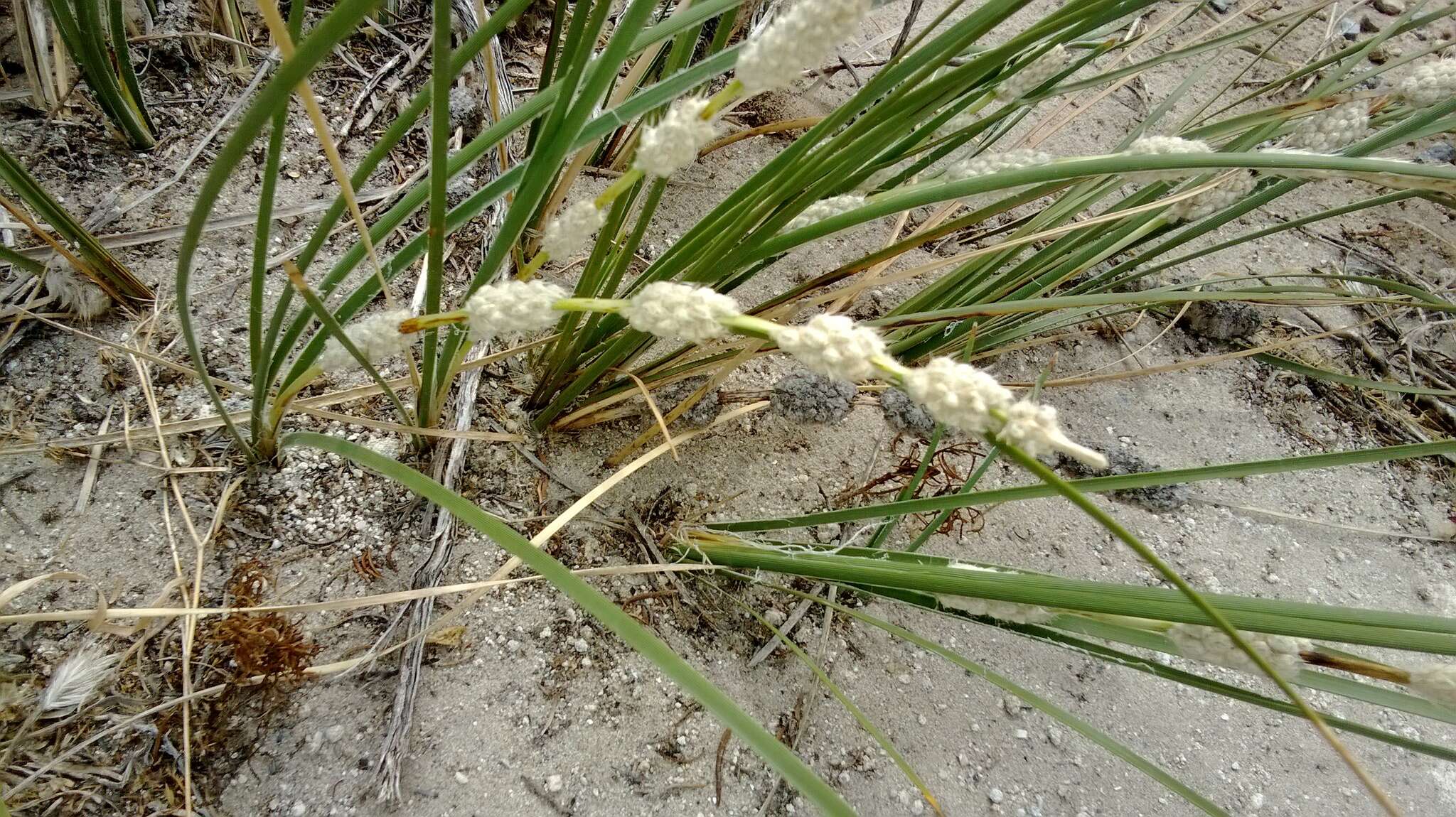 Sivun Lomandra leucocephala subsp. robusta A. T. Lee kuva