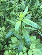 Image of Galium pseudoboreale Klokov