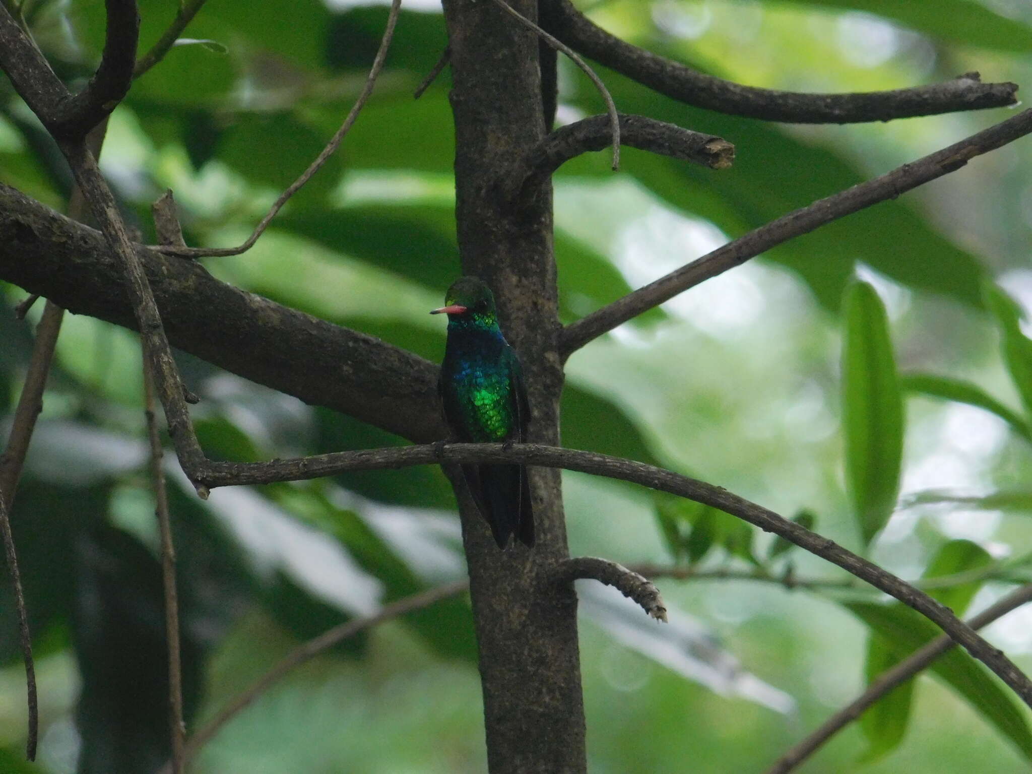 Image of Glittering-bellied Emerald