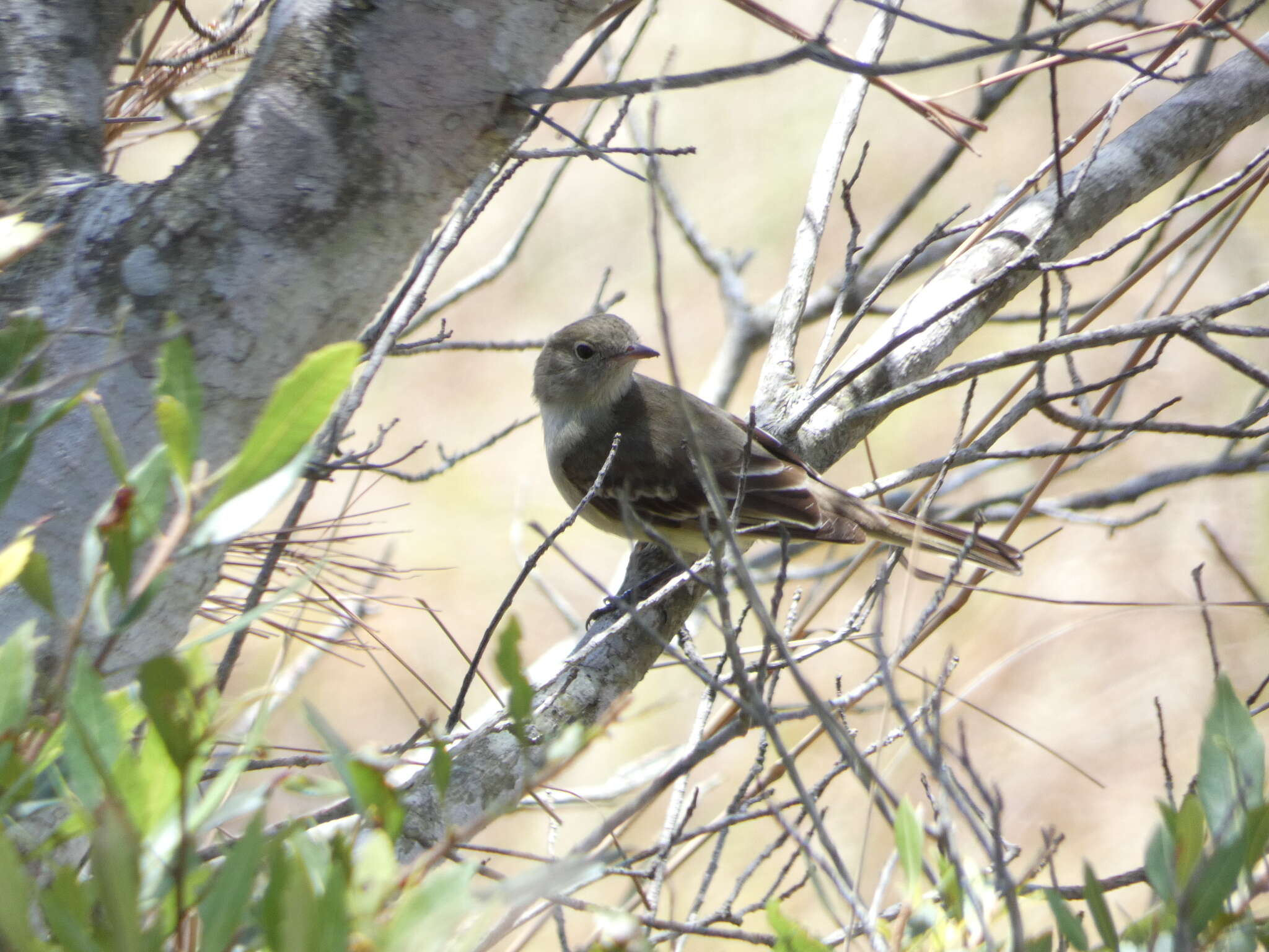 Image of Lesser Elaenia