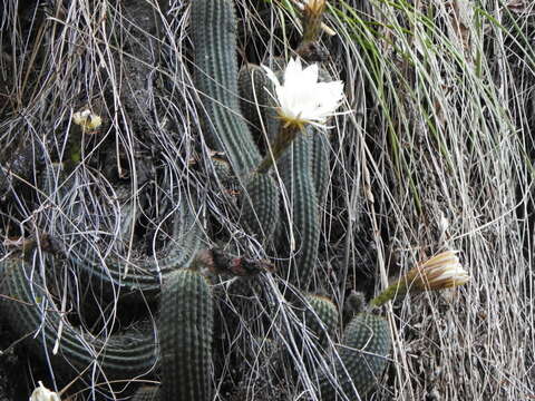 Image de Echinopsis schickendantzii F. A. C. Weber