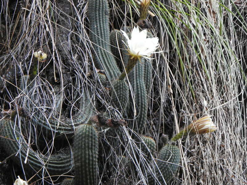 Imagem de Echinopsis schickendantzii F. A. C. Weber