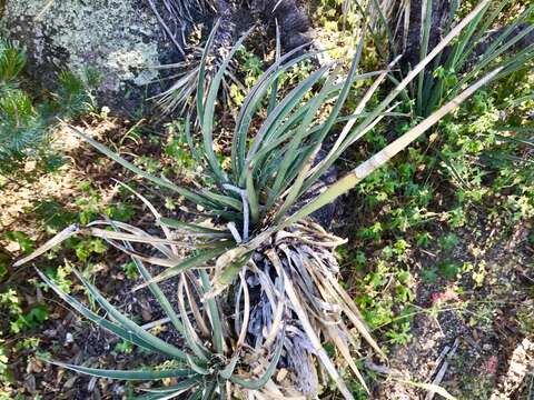 Yucca baccata var. brevifolia L. D. Benson & Darrow resmi