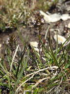 Image of Irish Eyebright