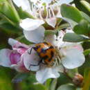 Sivun Leptospermum gregarium J. Thompson kuva