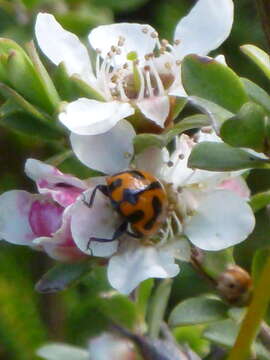 Sivun Leptospermum gregarium J. Thompson kuva