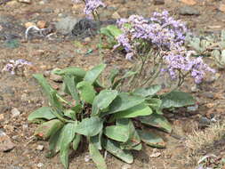 Image of Mediterranean sea lavender