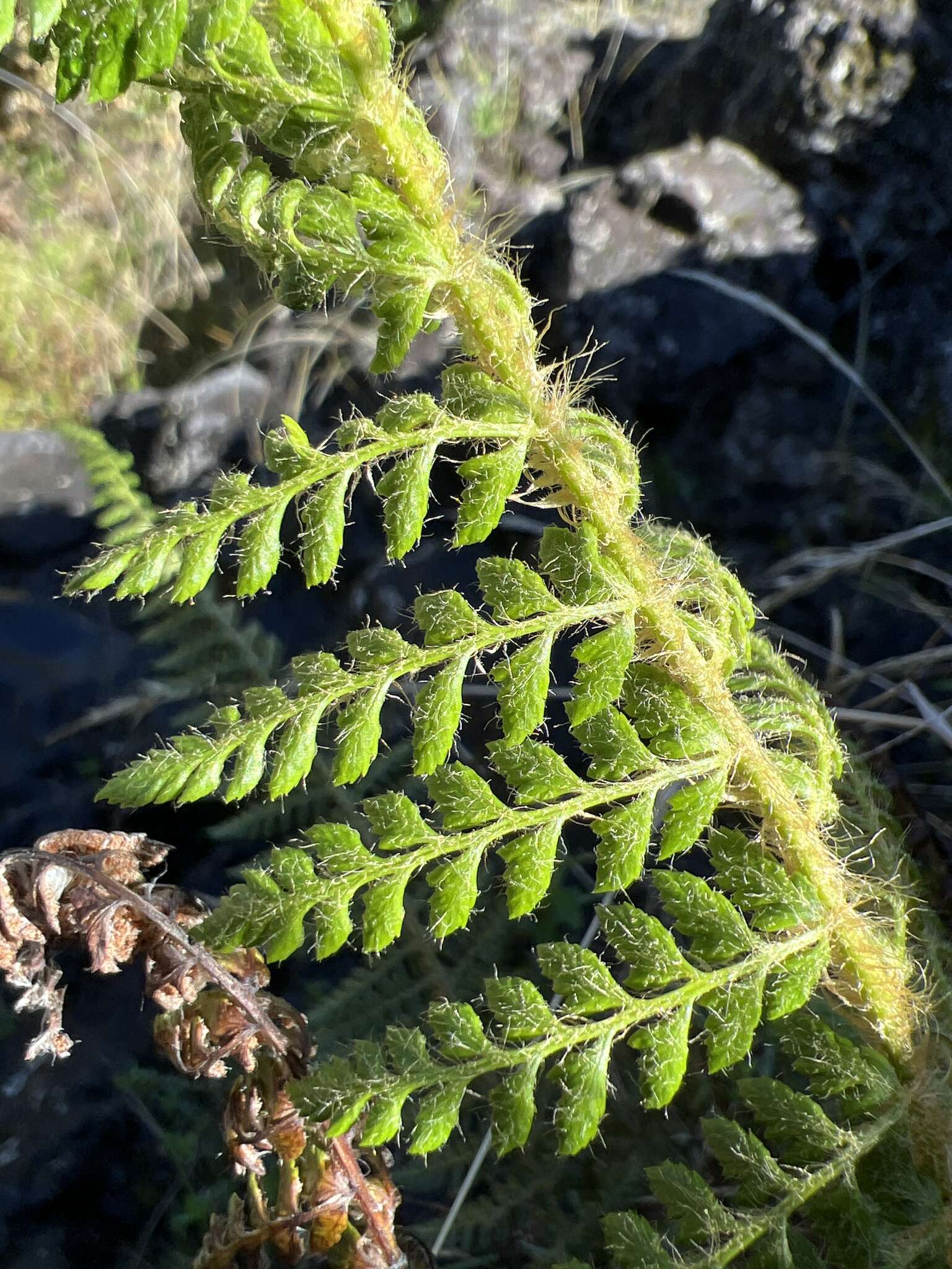 Polystichum haleakalense Brack.的圖片