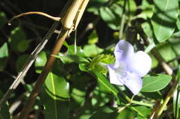 Image of Barleria kitchingii Baker