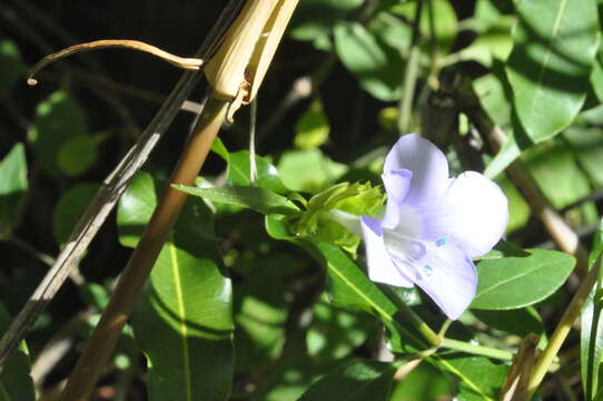 Barleria kitchingii Baker的圖片