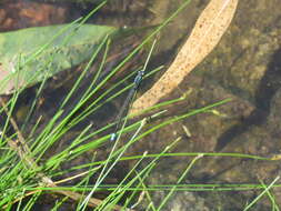 Image of Acanthagrion lancea Selys 1876