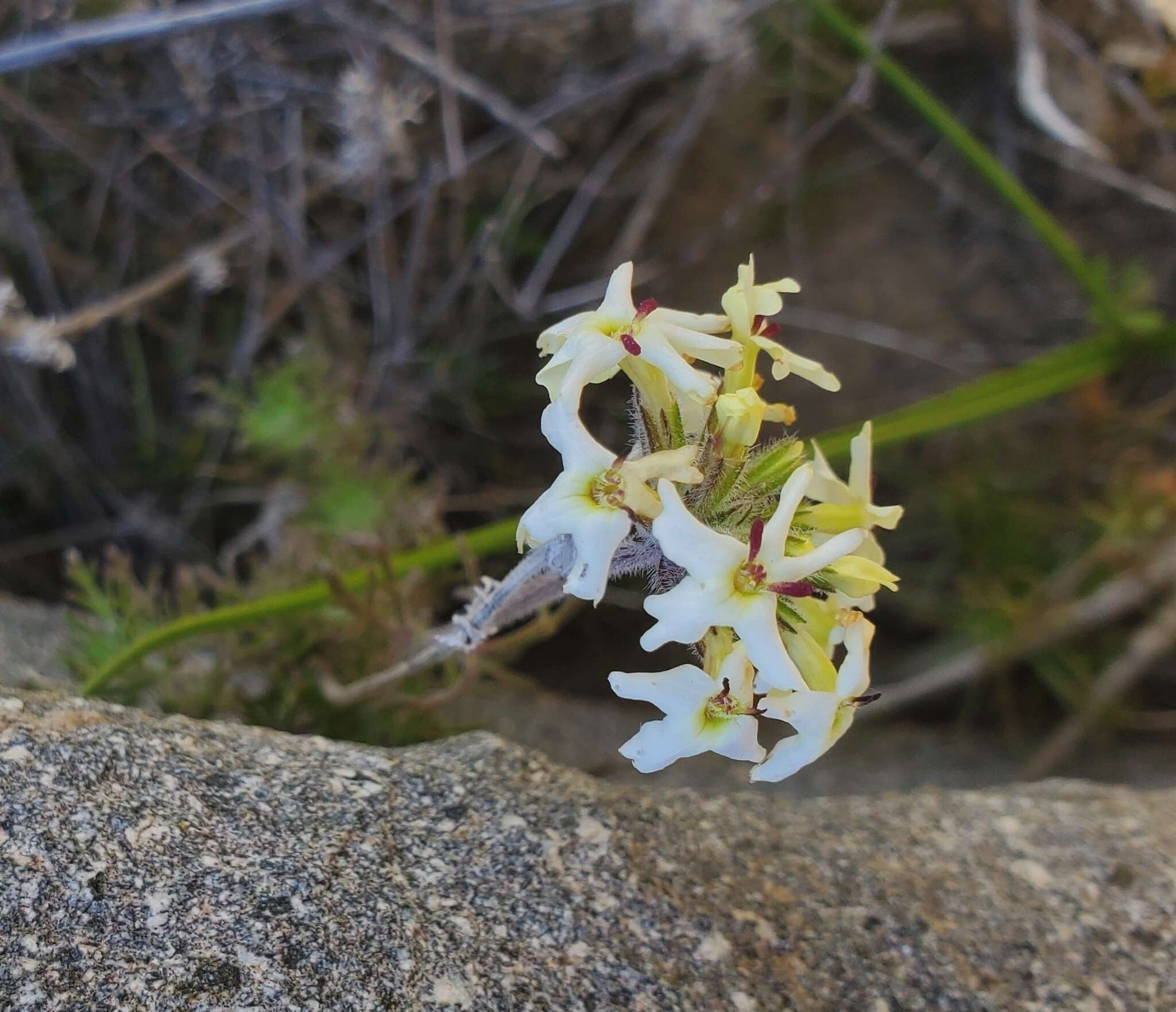 Imagem de Glandularia sulphurea (D. Don) Schnack & Covas