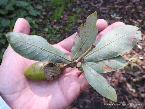 Image of Quercus germana Schltdl. & Cham.