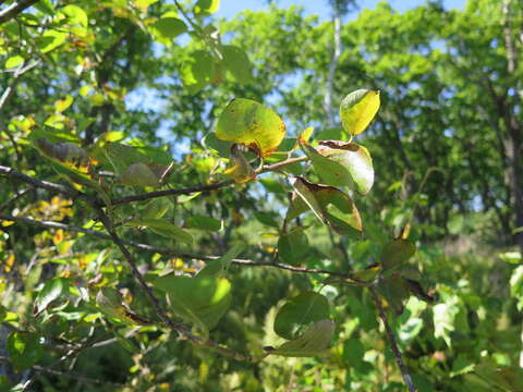 Image of Salix abscondita Lackschew.