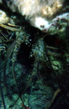 Image of Guinea Chick Lobster