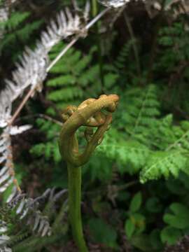 Image of tropical brackenfern