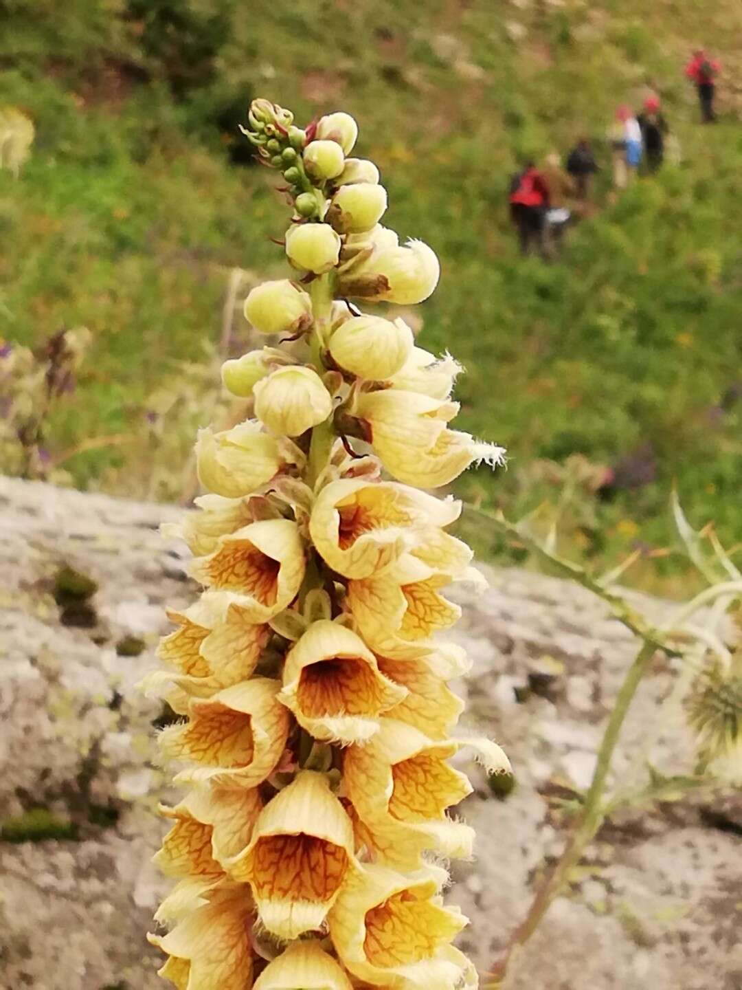 Imagem de Digitalis ferruginea L.