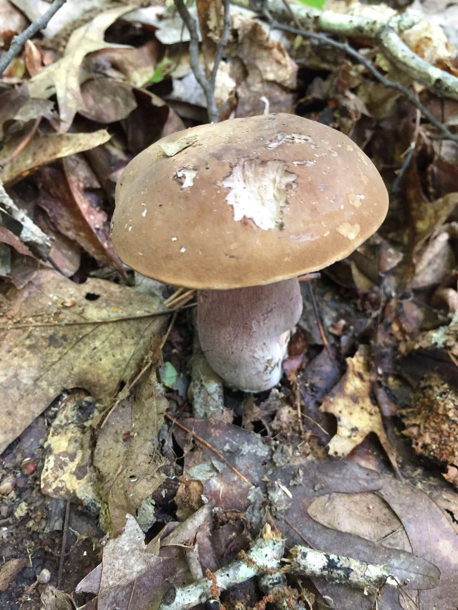 Image of Tylopilus plumbeoviolaceus (Snell & E. A. Dick) Snell & E. A. Dick 1941