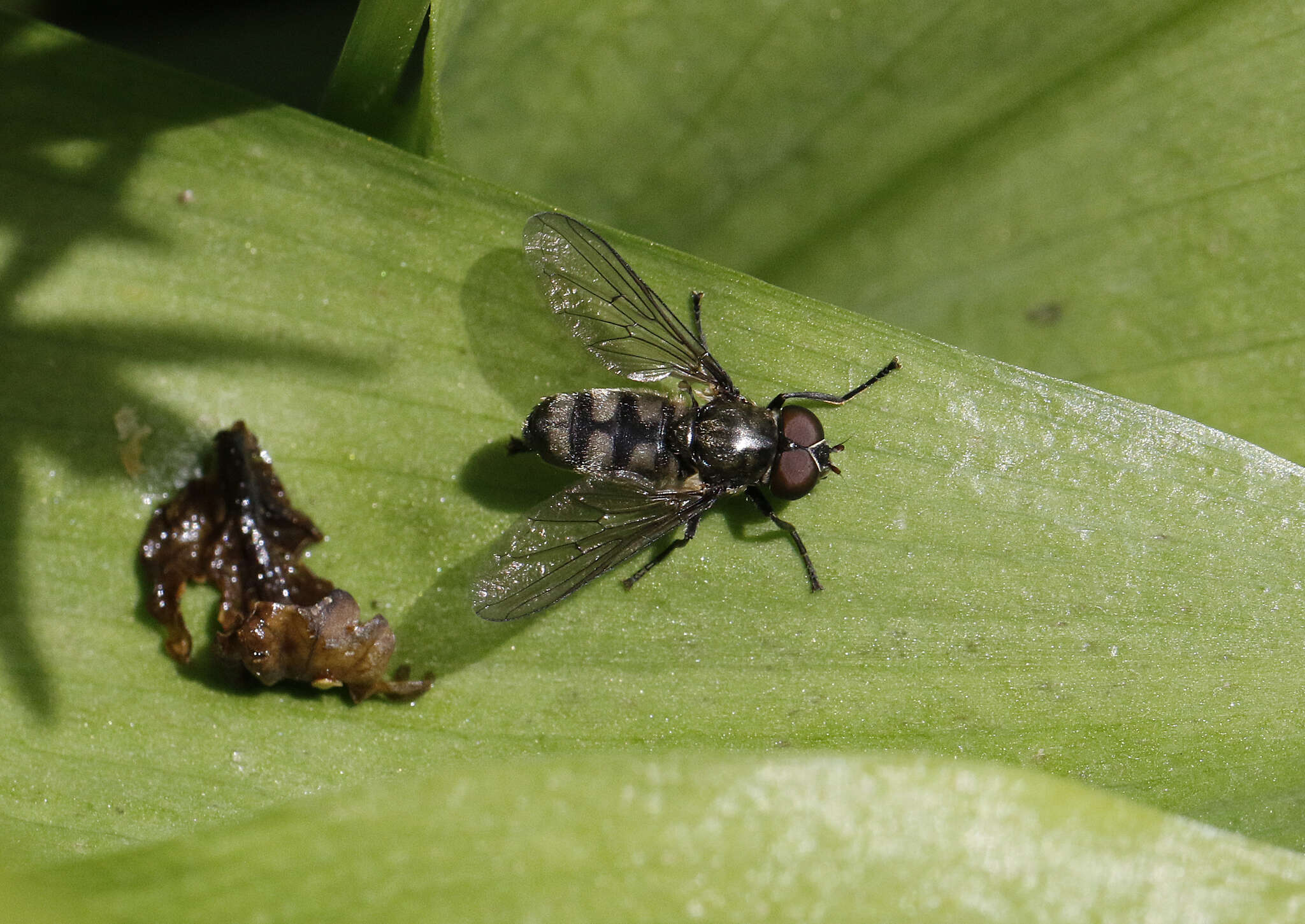 Image of Portevinia maculata (Fallen 1817)