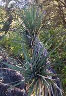 Yucca baccata var. brevifolia L. D. Benson & Darrow resmi