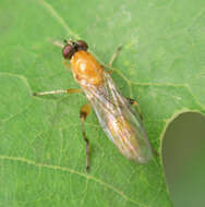 Image of Sphegina sibirica Stackelberg 1953