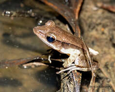 Image of Point-nosed frog