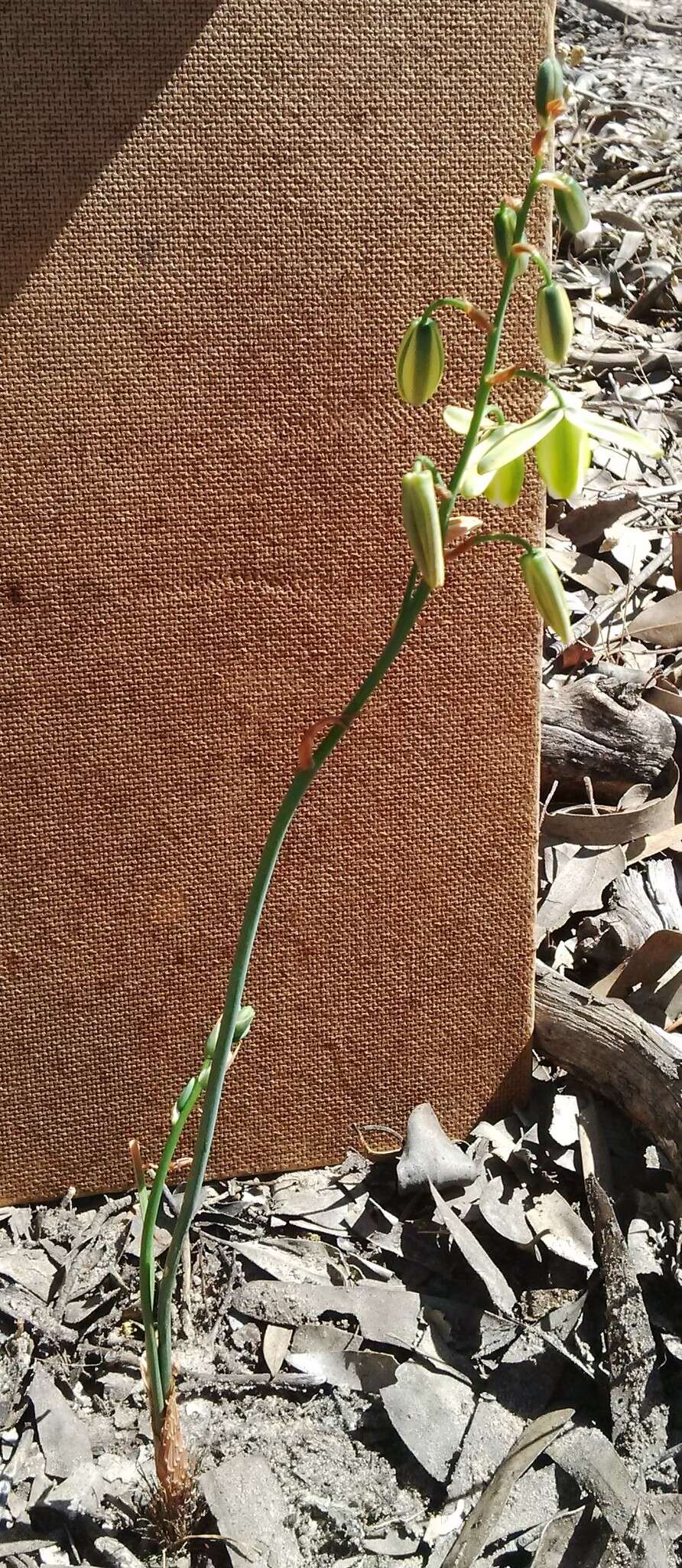 Image de Albuca cooperi Baker