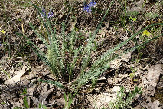 Image of Linum austriacum subsp. austriacum