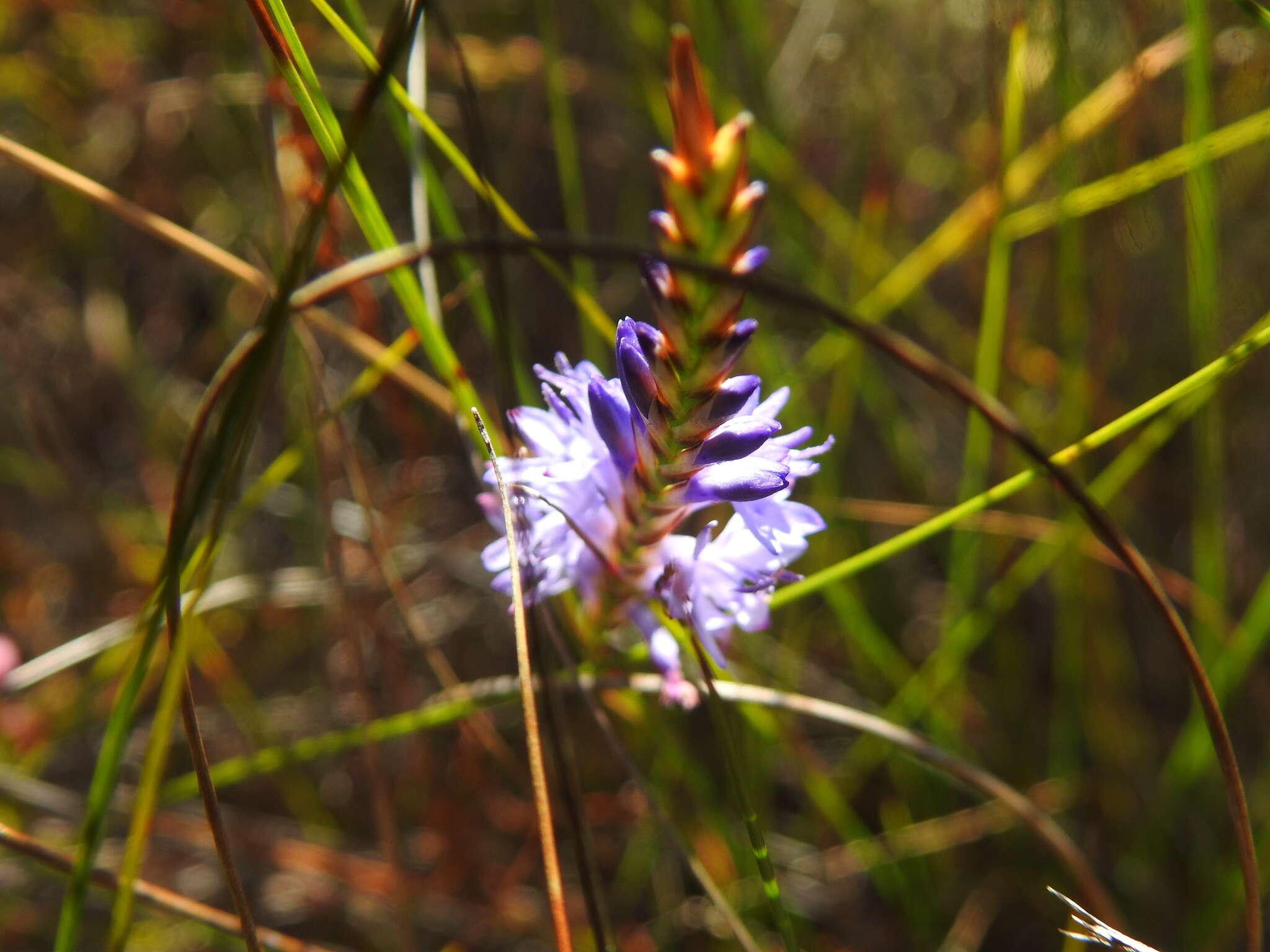 Image of Micranthus filifolius Goldblatt & J. C. Manning