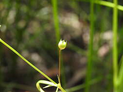 Image of Oldenlandia subulata Korth.