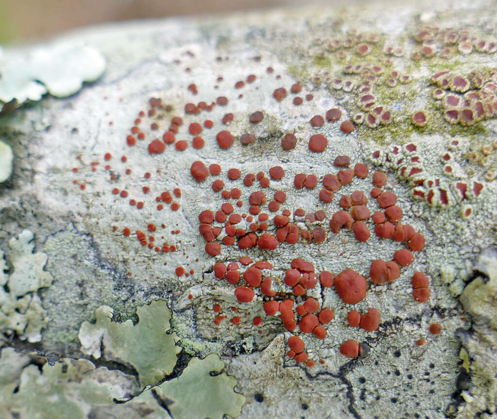 Image of Ramboldia russula (Ach.) Kalb, Lumbsch & Elix