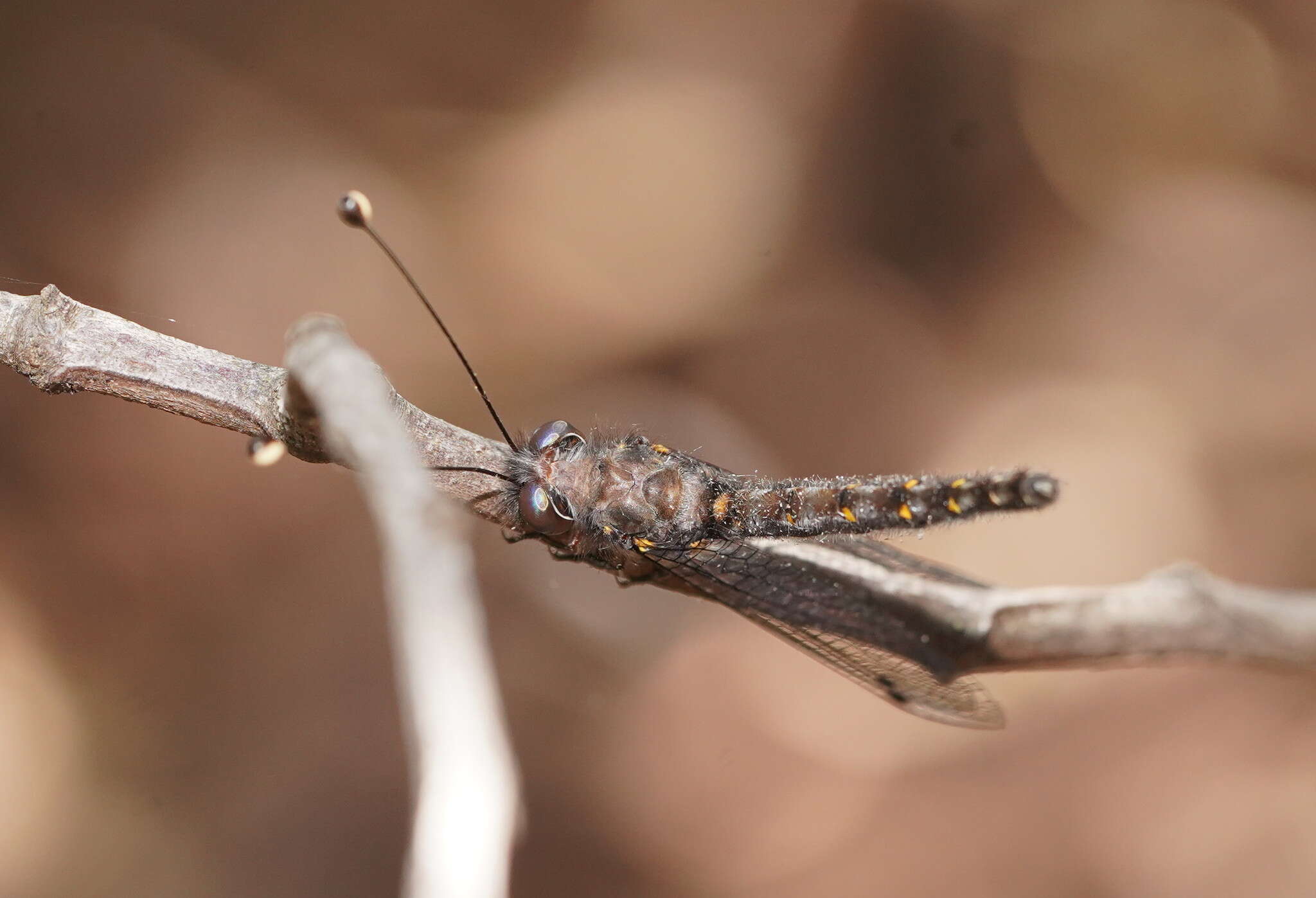 Image of Pilacmonotus sabulosus (Walker 1853)