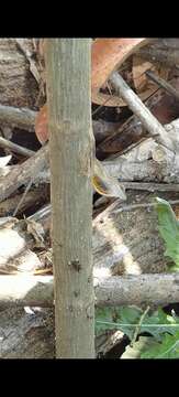 Image of Anolis unilobatus Köhler & Vesely 2010